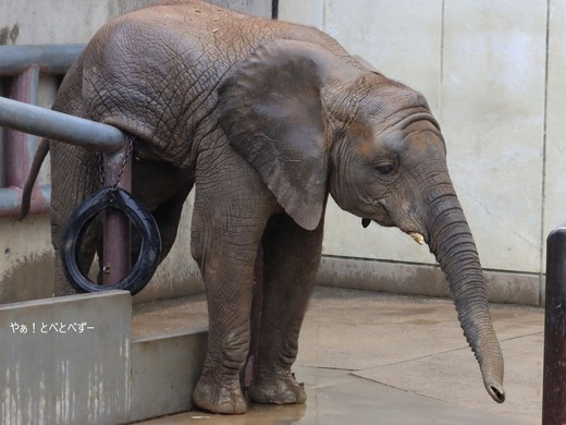 とべ動物園アフリカゾウ:砥愛ちゃん(メス、10歳)
