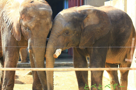 とべ動物園アフリカゾウの姉弟：媛（ひめ）ちゃんと砥夢（とむ）くん