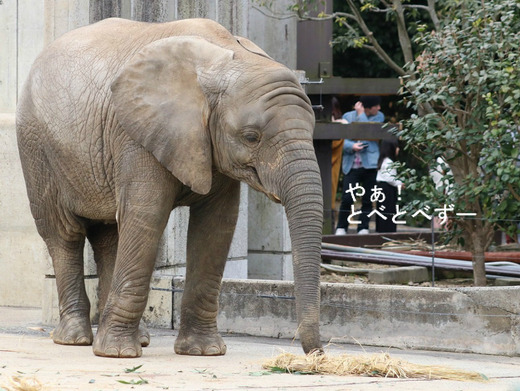 とべ動物園アフリカゾウ：子象の砥愛ちゃん