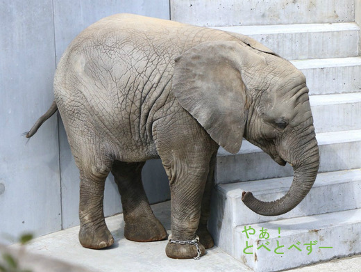 とべ動物園アフリカゾウのブログ