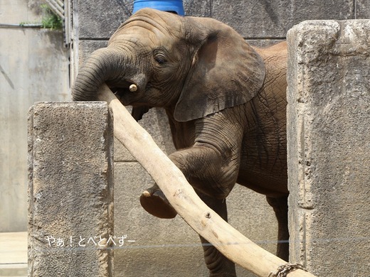 とべ動物園アフリカゾウのブログ：やぁ！とべとべずー