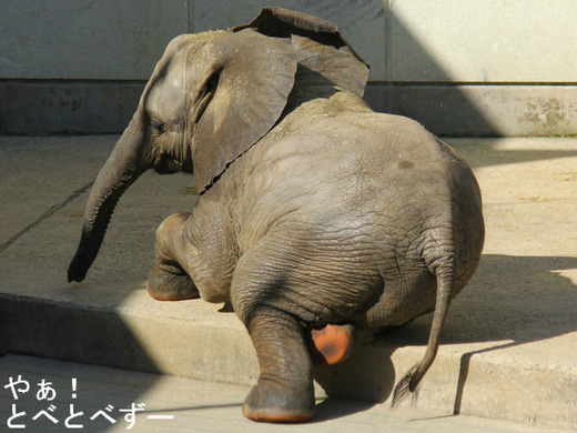 多摩動物公園に婿入りした砥夢くんの妹の砥愛