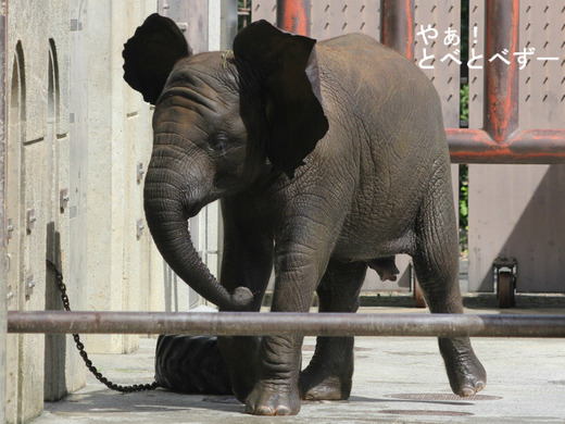 とべ動物園ブログ:ゾウ、ホッキョクグマ、ライオン、サーバル