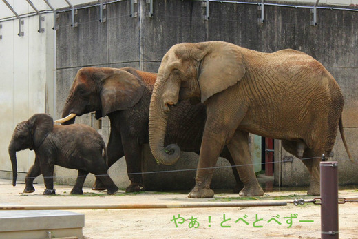 とべ動物園アフリカゾウの親子:アフ、リカ、砥愛、媛