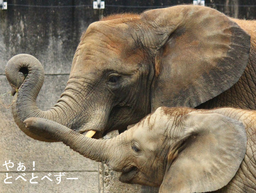 とべ動物園アフリカゾウのブログ:やぁ!とべとべずー