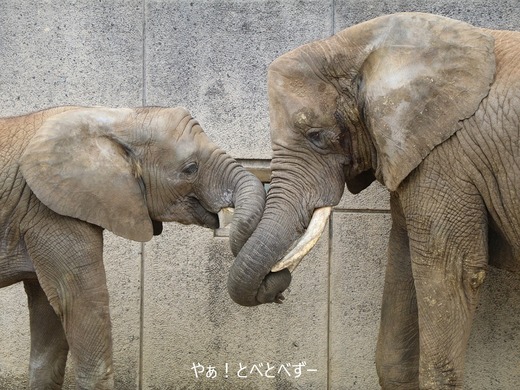 とべ動物園アフリカゾウ：リカ母さん（メス、推定３５歳）