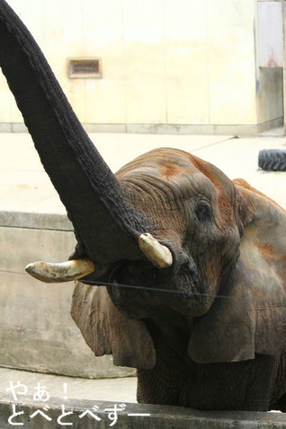 とべ動物園アフリカゾウのリカ母さん