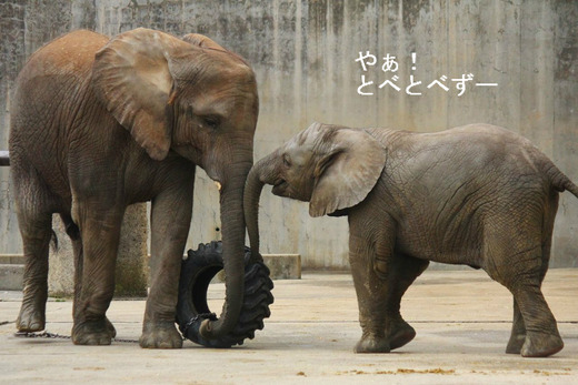 とべ動物園アフリカゾウのブログ:やぁ!とべとべずー