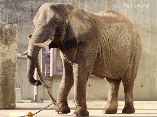 とべ動物園アフリカゾウのブログ：やぁ！とべとべずー