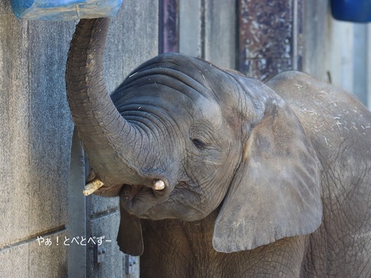 とべ動物園アフリカゾウのブログ：やぁ！とべとべずー