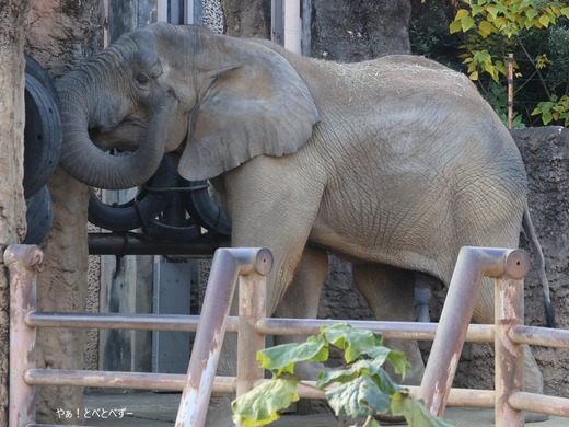 多摩動物公園アフリカゾウのブログ：やぁ！とべとべずー