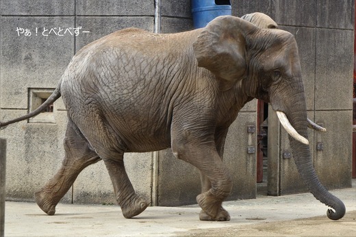 走るアフリカゾウ！：愛媛県立とべ動物園