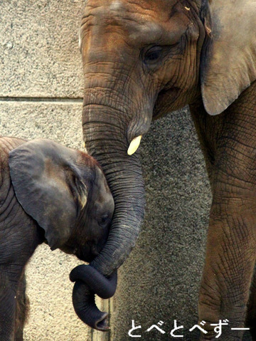 日本で唯一アフリカゾウの親子が暮らす、砥部動物園（愛媛）