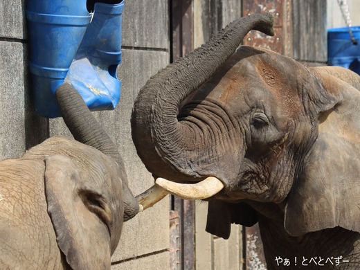 とべ動物園アフリカゾウのブログ:やぁ!とべとべずー