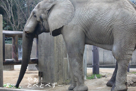 多摩動物公園アフリカゾウの砥夢くんのお父さん象のアフ