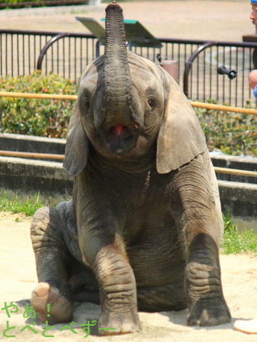 とべ動物園アフリカゾウの砥愛