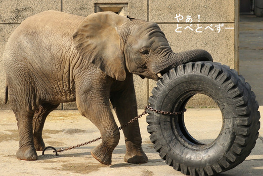 とべ動物園アフリカゾウのブログ:やぁ!とべとべずー