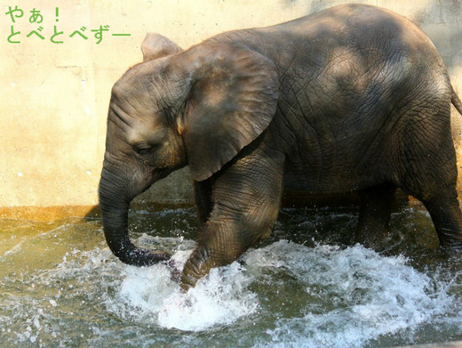 とべ動物園アフリカゾウのブログ