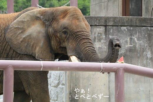 アフリカゾウ、アジアゾウ