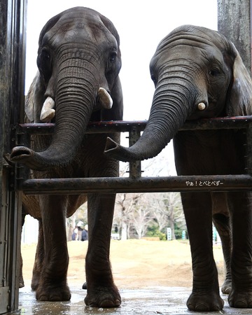 とべ動物園アフリカゾウのブログ：やぁ！とべとべずー