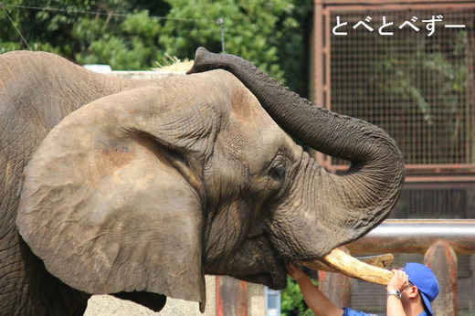 とべ動物園アフリカゾウのブログ:やぁ!とべとべずー