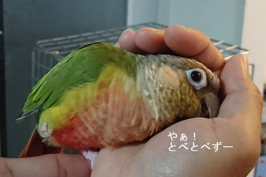 人にデレデレに懐く犬の様なウロコインコ
