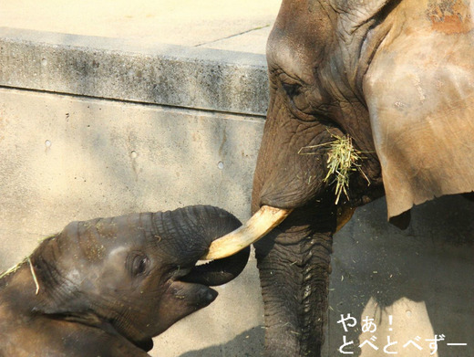 砥愛ちゃん、リカ母さん