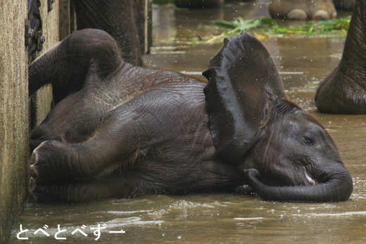 日本で唯一アフリカゾウのファミリーが暮らす、とべ動物園