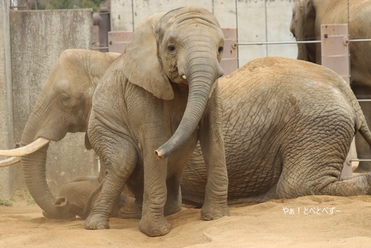 とべ動物園ブログ：やぁ！とべとべずー