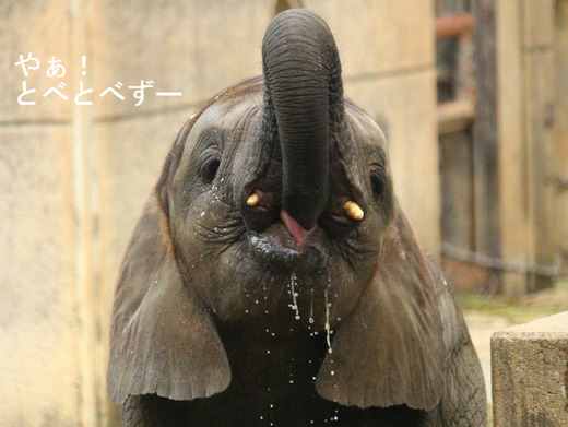 とべ動物園アフリカゾウ:赤ちゃんゾウの砥愛ちゃん(メス、2歳)
