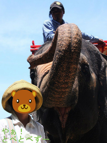 アジアゾウのランディ