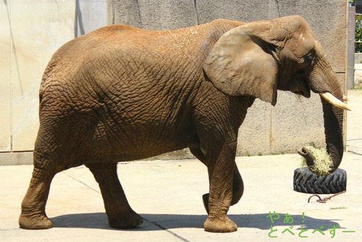アフリカゾウ、アジアゾウ大好きブログ：やぁ！とべとべずー