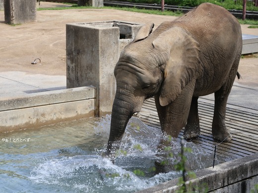 とべ動物園アフリカゾウのブログ：やぁ！とべとべずー