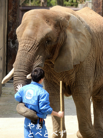 とべ動物園アフリカゾウ：アフ、リカ、媛、砥夢、砥愛