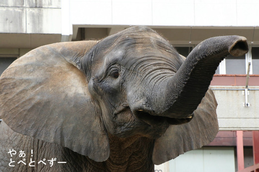 とべ動物園アフリカゾウ：長女の媛ちゃん（2006.11.9生まれ）