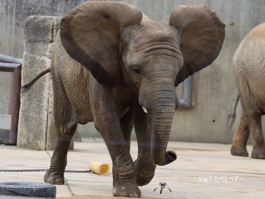 とべ動物園ブログ:砥愛、まんぷく、グレイ、小夏、ピース