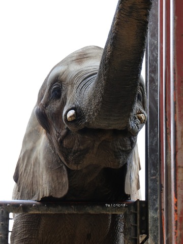 アフリカゾウ、アジアゾウ大好きブログ：やぁ！とべとべずー