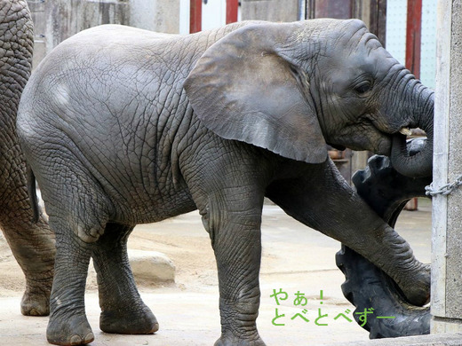 日本で唯一アフリカゾウの子象が見らえる愛媛県立とべ動物園