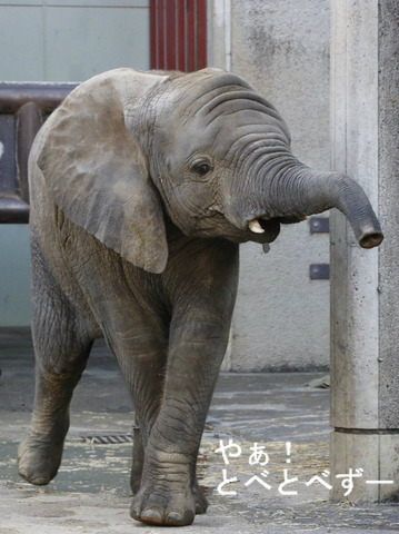 多摩動物公園に婿入りした砥夢くんの妹の砥愛ちゃん