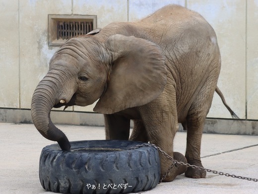 とべ動物園アフリカゾウのブログ：やぁ！とべとべずー