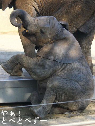 とべ動物園イベント:生物多様性シンポジウム in 動物園(11/29)