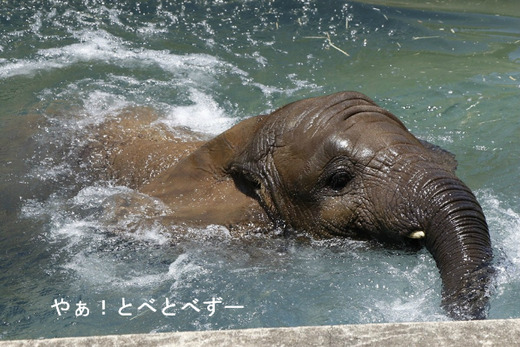 とべ動物園アフリカゾウ：砥愛ちゃん（メス、4歳）