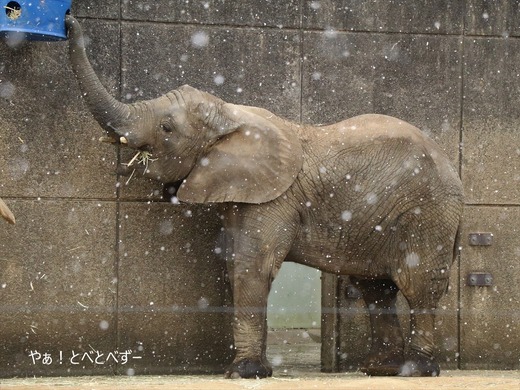 とべ動物園アフリカゾウのブログ：やぁ！とべとべずー
