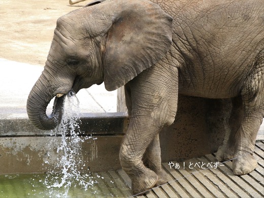 とべ動物園アフリカゾウ：アフ、リカ、媛、砥夢、砥愛