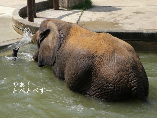 多摩動物公園アフリカゾウの砥夢くんのお母さん象リカさん