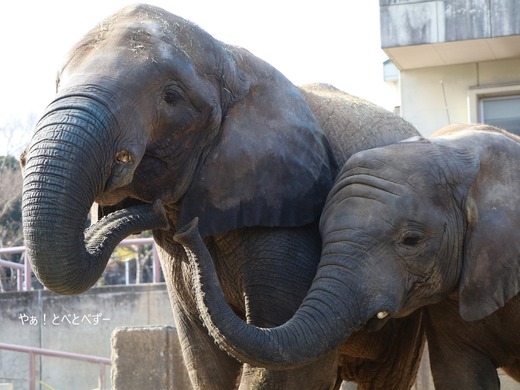 アフリカゾウ写真家：矢野賢一（やぁ！とべとべずー）