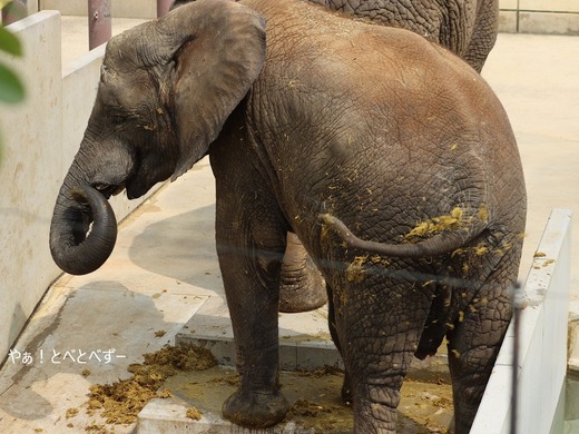 とべ動物園アフリカゾウ：アフ、リカ、媛、砥夢、砥愛