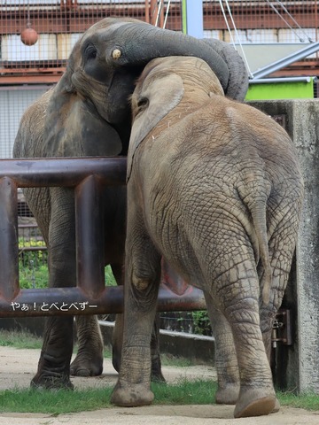 とべ動物園アフリカゾウのブログ：やぁ！とべとべずー