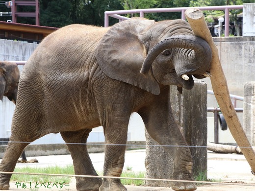 日本で唯一血縁関係のあるアフリカゾウの親子が暮らす愛媛とべ動物園