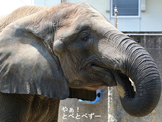 とべ動物園ブログ:媛、ティア、フー、ウララ、ルビー